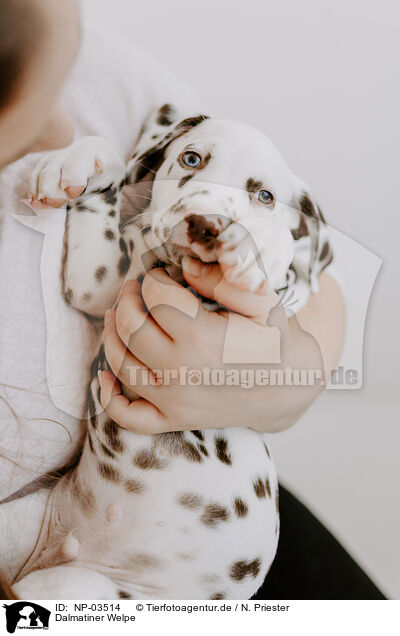 Dalmatiner Welpe / Dalmatian Puppy / NP-03514