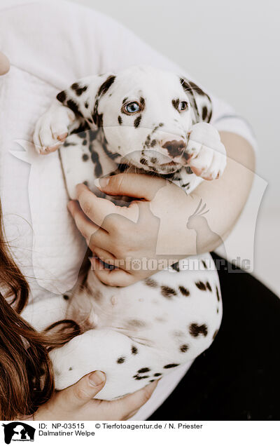 Dalmatiner Welpe / Dalmatian Puppy / NP-03515