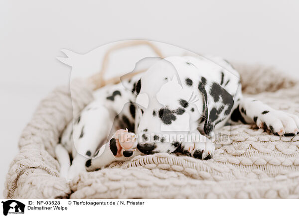 Dalmatiner Welpe / Dalmatian Puppy / NP-03528