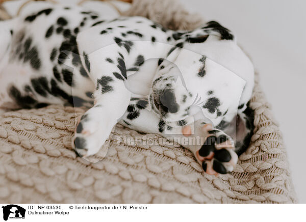Dalmatiner Welpe / Dalmatian Puppy / NP-03530