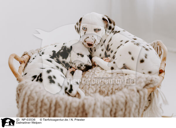 Dalmatiner Welpen / Dalmatian Puppies / NP-03536