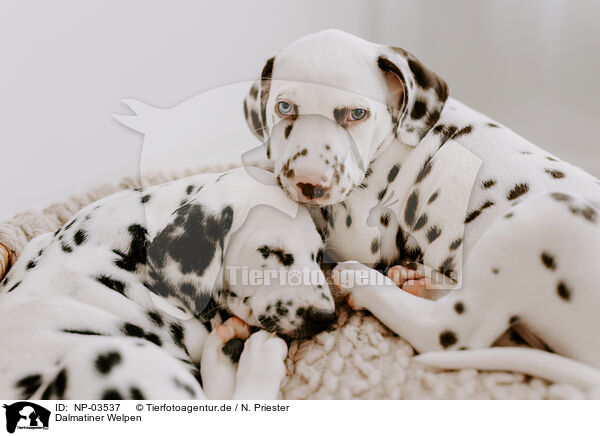 Dalmatiner Welpen / Dalmatian Puppies / NP-03537