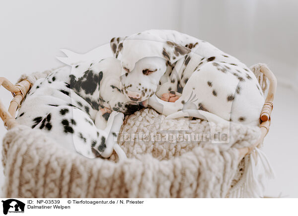 Dalmatiner Welpen / Dalmatian Puppies / NP-03539