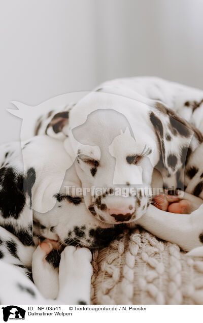 Dalmatiner Welpen / Dalmatian Puppies / NP-03541