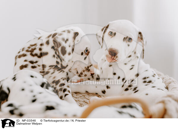 Dalmatiner Welpen / Dalmatian Puppies / NP-03546