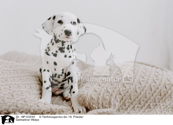 Dalmatiner Welpe / Dalmatian Puppy / NP-03549