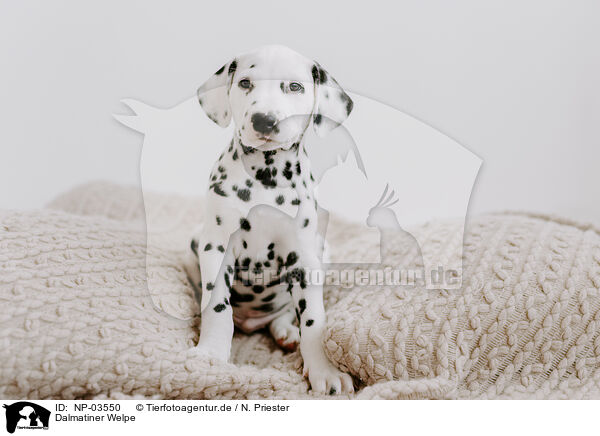 Dalmatiner Welpe / Dalmatian Puppy / NP-03550