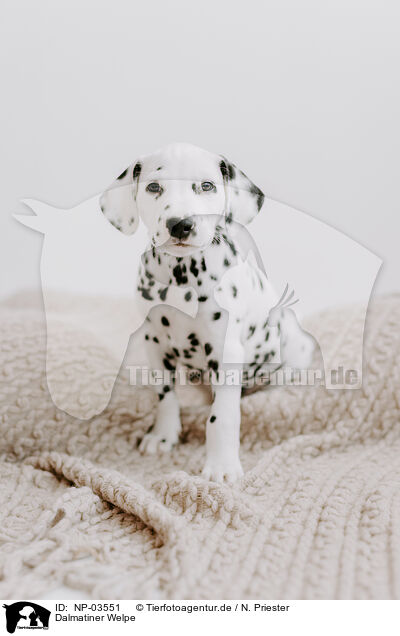Dalmatiner Welpe / Dalmatian Puppy / NP-03551