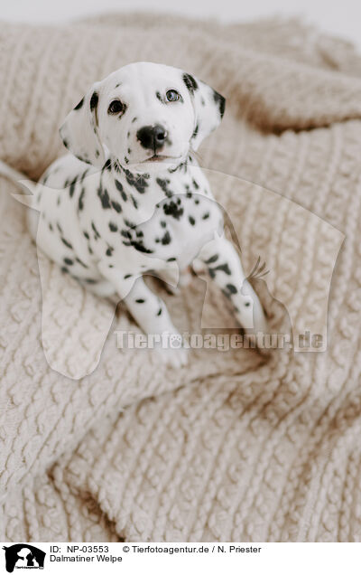 Dalmatiner Welpe / Dalmatian Puppy / NP-03553