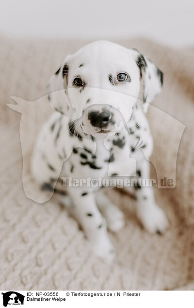 Dalmatiner Welpe / Dalmatian Puppy / NP-03556