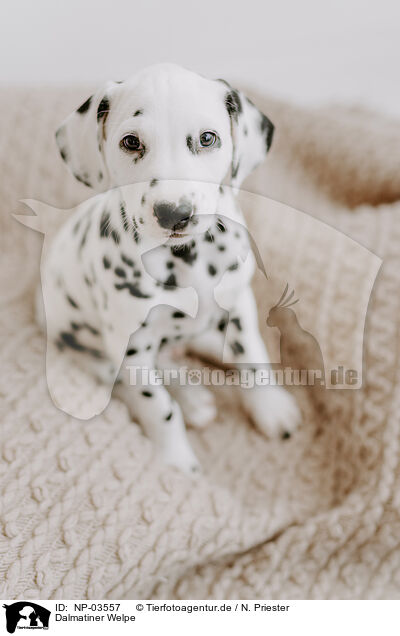 Dalmatiner Welpe / Dalmatian Puppy / NP-03557