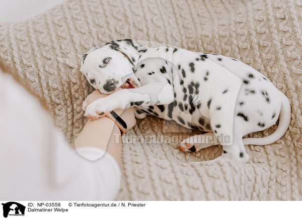Dalmatiner Welpe / Dalmatian Puppy / NP-03558