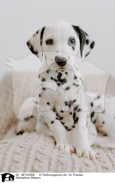 Dalmatiner Welpen / Dalmatian Puppies / NP-03566