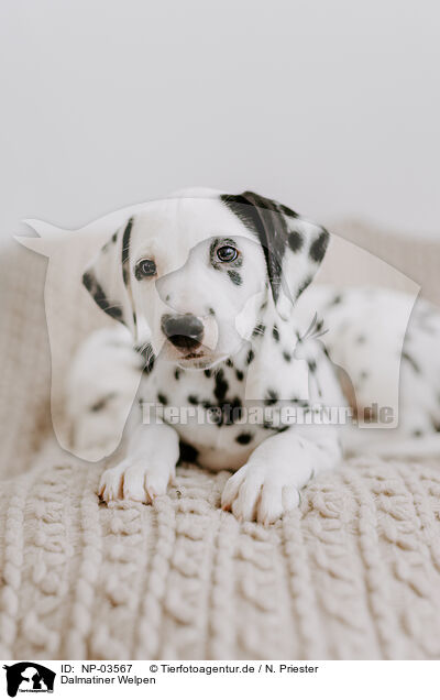 Dalmatiner Welpen / Dalmatian Puppies / NP-03567