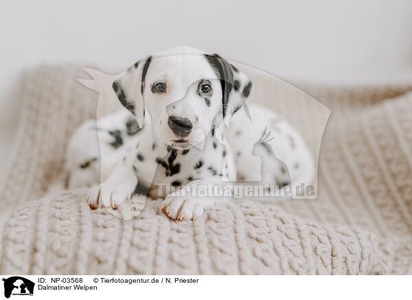 Dalmatiner Welpen / Dalmatian Puppies / NP-03568
