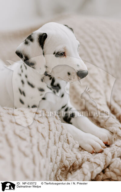 Dalmatiner Welpe / Dalmatian Puppy / NP-03572