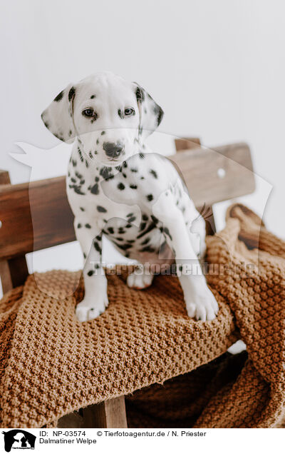 Dalmatiner Welpe / Dalmatian Puppy / NP-03574
