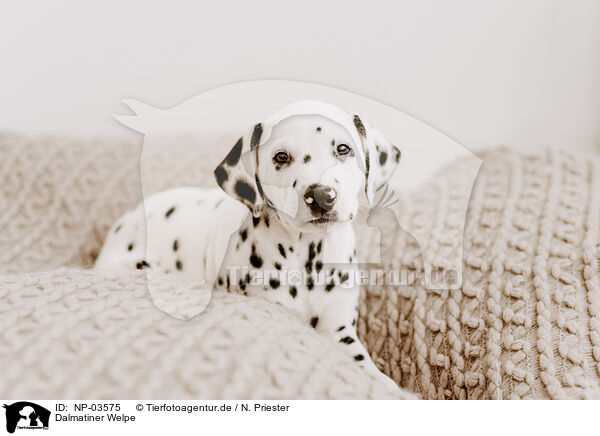 Dalmatiner Welpe / Dalmatian Puppy / NP-03575