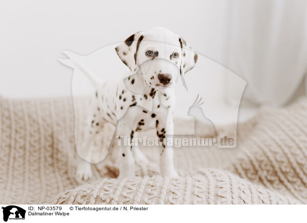 Dalmatiner Welpe / Dalmatian Puppy / NP-03579