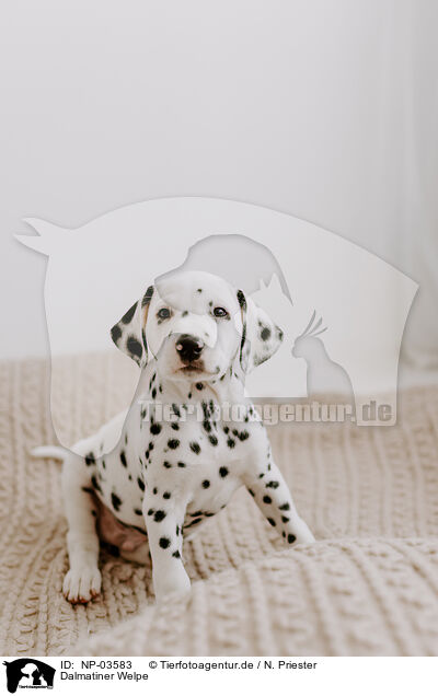 Dalmatiner Welpe / Dalmatian Puppy / NP-03583