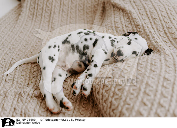 Dalmatiner Welpe / Dalmatian Puppy / NP-03589