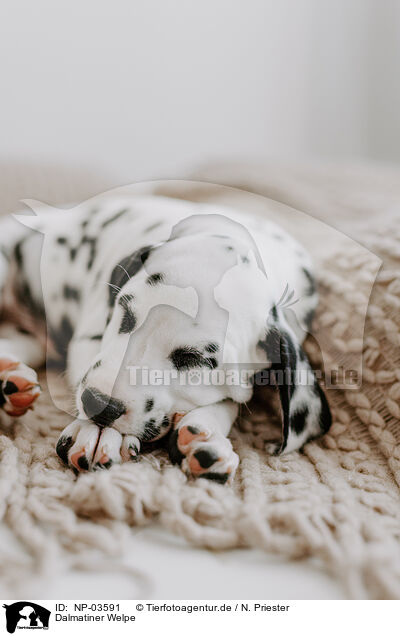Dalmatiner Welpe / Dalmatian Puppy / NP-03591