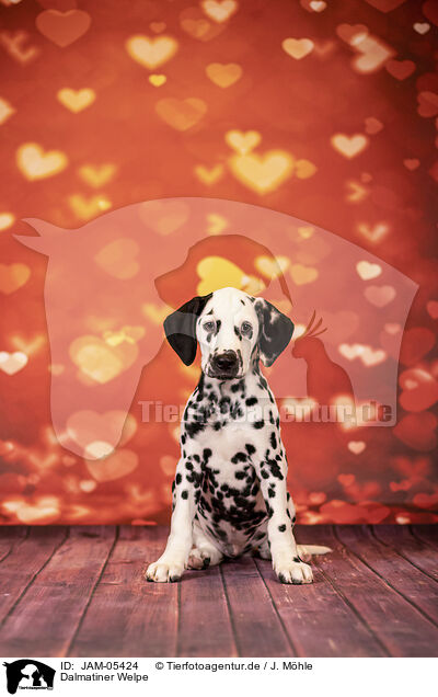 Dalmatiner Welpe / Dalmatian Puppy / JAM-05424