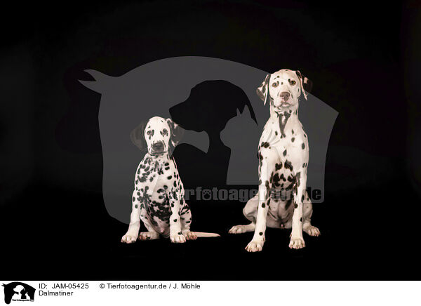 Dalmatiner / Dalmatians / JAM-05425