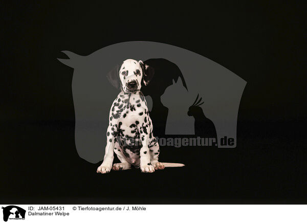 Dalmatiner Welpe / Dalmatian Puppy / JAM-05431