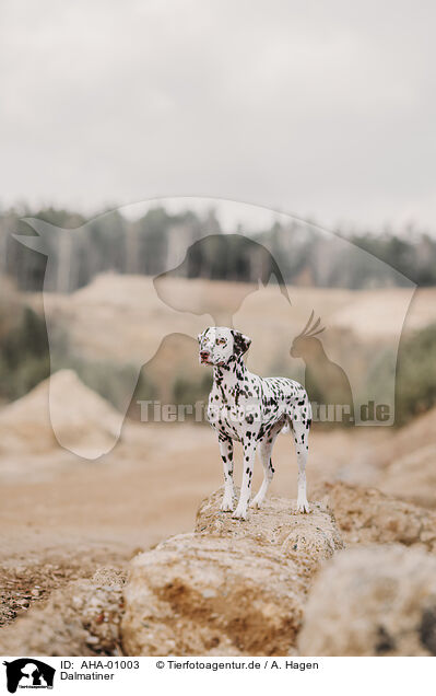 Dalmatiner / Dalmatian / AHA-01003
