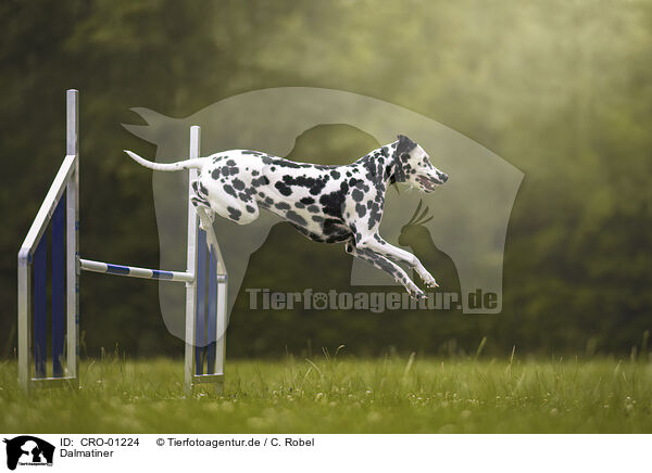 Dalmatiner / Dalmatian / CRO-01224