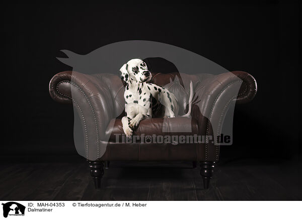 Dalmatiner / Dalmatian / MAH-04353