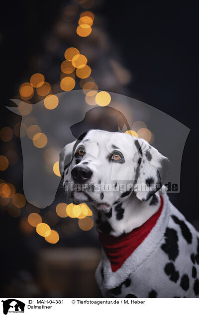 Dalmatiner / Dalmatian / MAH-04381