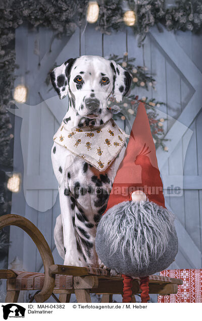 Dalmatiner / Dalmatian / MAH-04382