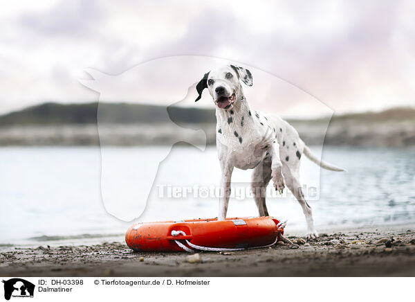 Dalmatiner / Dalmatian / DH-03398
