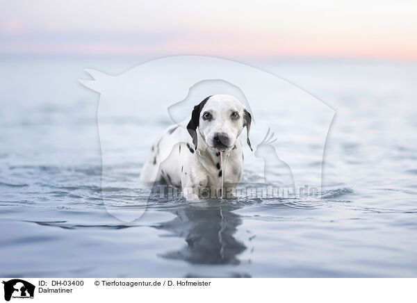 Dalmatiner / Dalmatian / DH-03400
