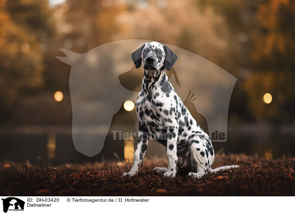 Dalmatiner / Dalmatian / DH-03420