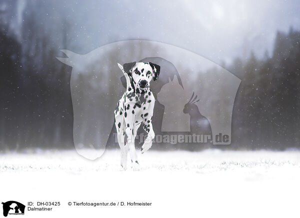 Dalmatiner / DH-03425