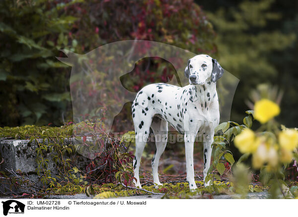 Dalmatiner Hndin / female Dalmatiner / UM-02728