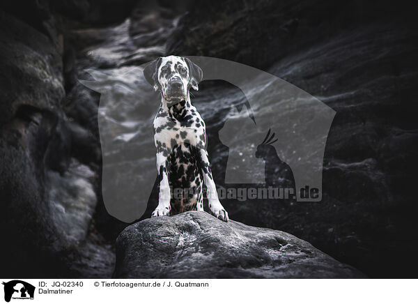 Dalmatiner / Dalmatian / JQ-02340