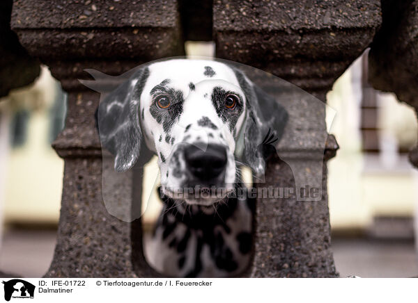 Dalmatiner / Dalmatian / IFE-01722