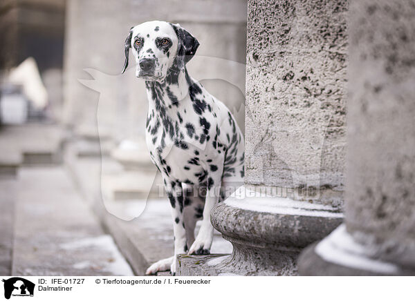Dalmatiner / Dalmatian / IFE-01727