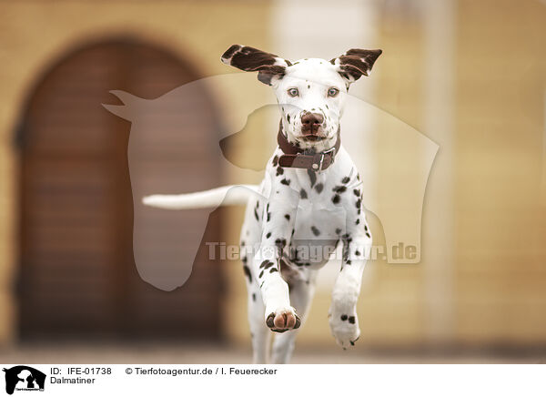 Dalmatiner / Dalmatian / IFE-01738