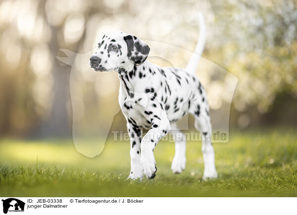 junger Dalmatiner / young Dalmatian / JEB-03338