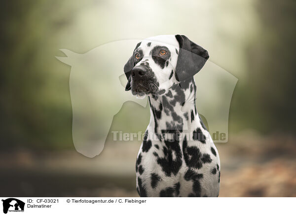 Dalmatiner / Dalmatian / CF-03021