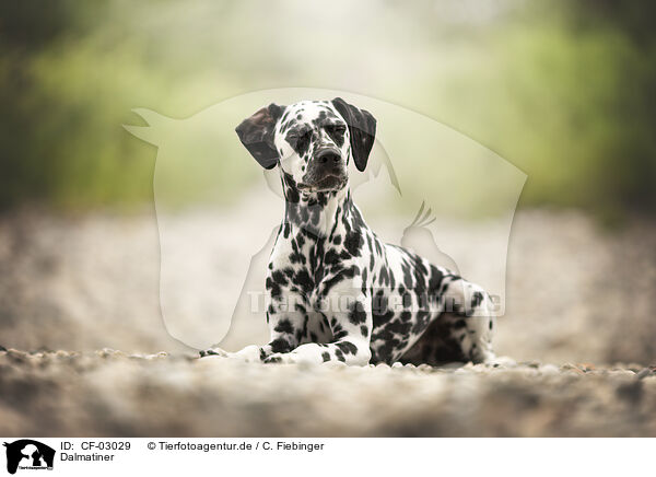 Dalmatiner / Dalmatian / CF-03029