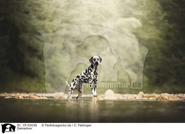 Dalmatiner / Dalmatian / CF-03038