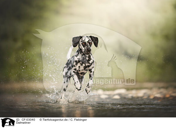 Dalmatiner / Dalmatian / CF-03040