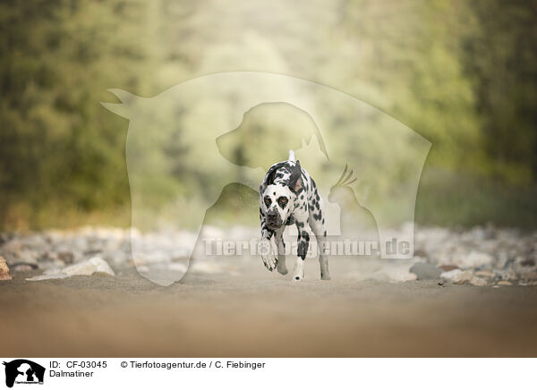 Dalmatiner / Dalmatian / CF-03045