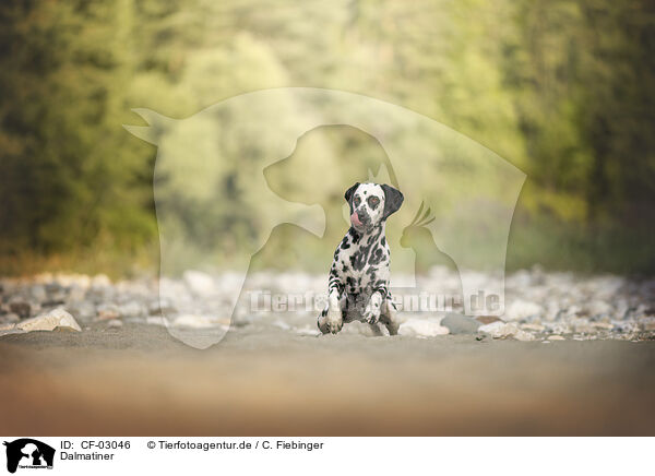 Dalmatiner / Dalmatian / CF-03046
